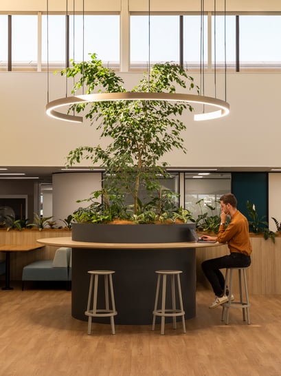 Workstation centred around tree with windows letting in natural light 