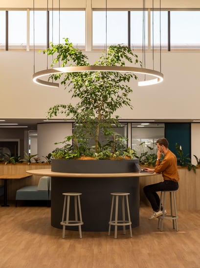 Workstation centred around tree with windows letting in natural light