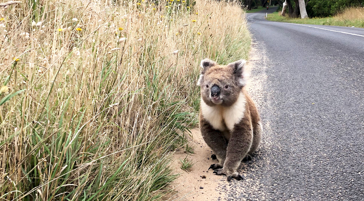 Unispace supports bushfire affected communities and injured wildlife with donations